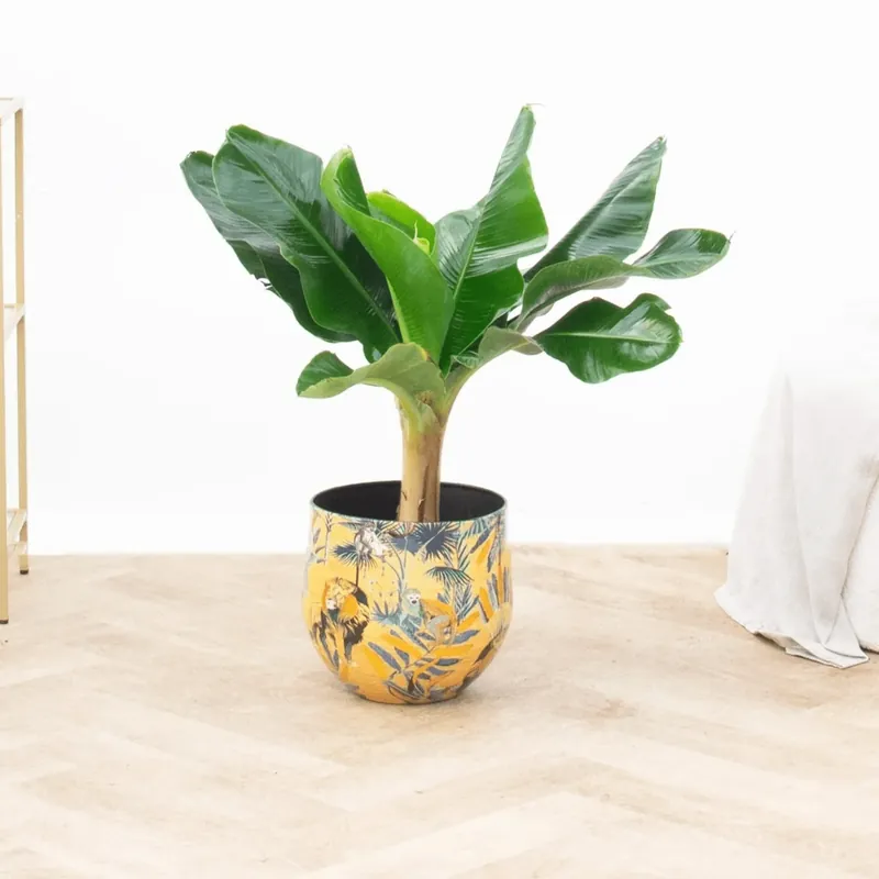Bananenplant - 80 cm - Veel voordeel