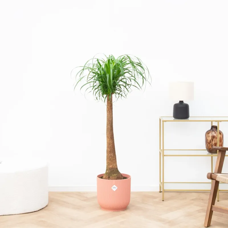Populair - Beaucarnea - 120cm