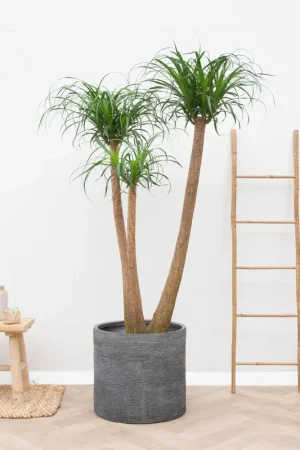 Beaucarnea Multi Stam XXL - 220cm | Zeer goed beoordeeld
