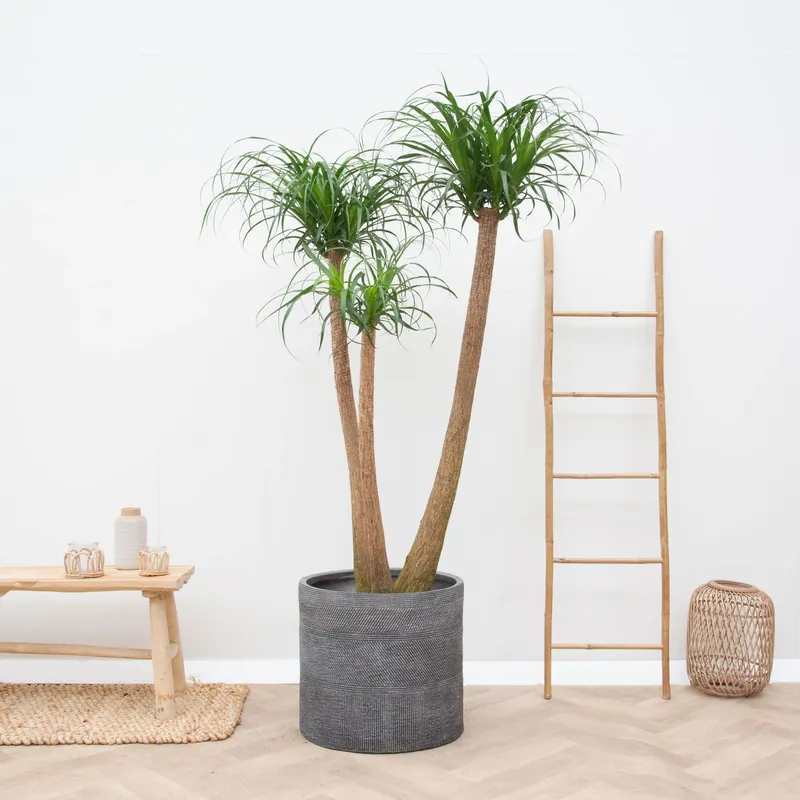 Beaucarnea Multi Stam XXL - 220cm | Zeer goed beoordeeld