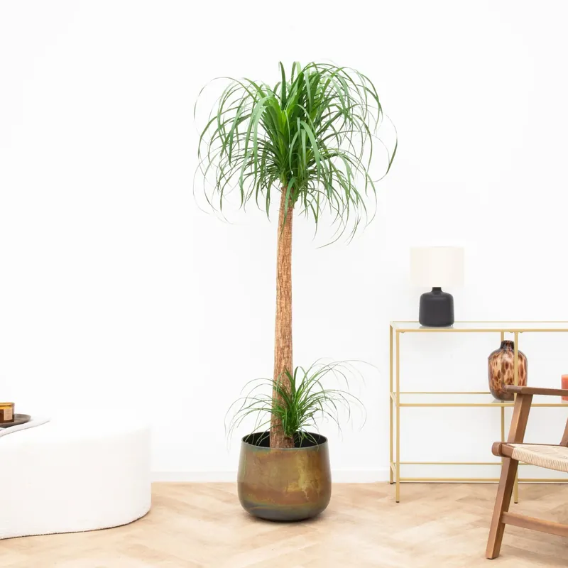 Beaucarnea XXL - 180cm - Nieuwe release