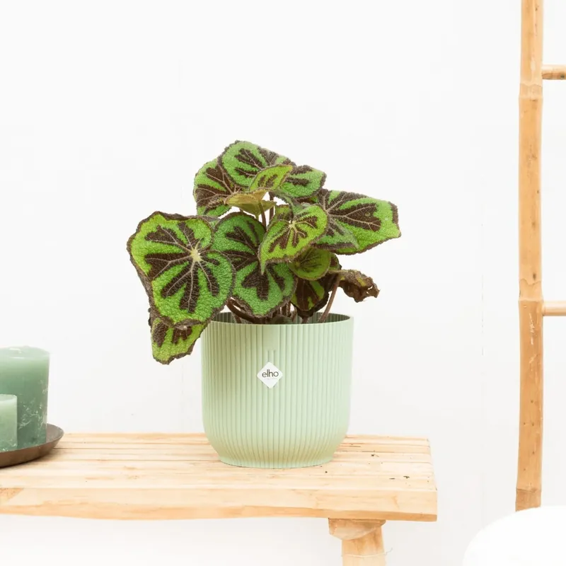 Begonia Masoniana Mountain - 35cm | Dagdeal
