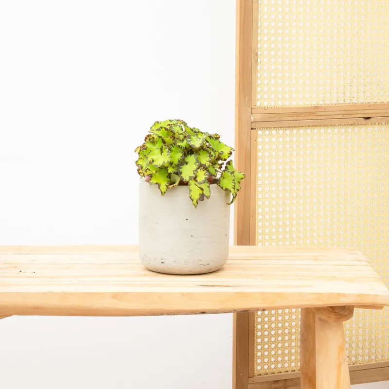 Topprijs - Begonia Rex Jive - 25cm