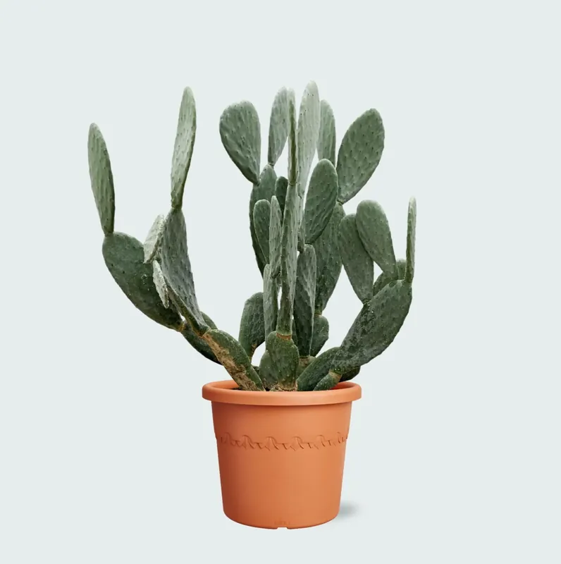 Opruiming - Cactus Opuntia - 120cm