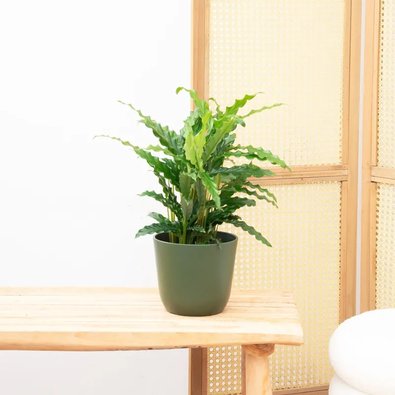 Calathea Bluegrass - 35cm - Tijdelijke actie