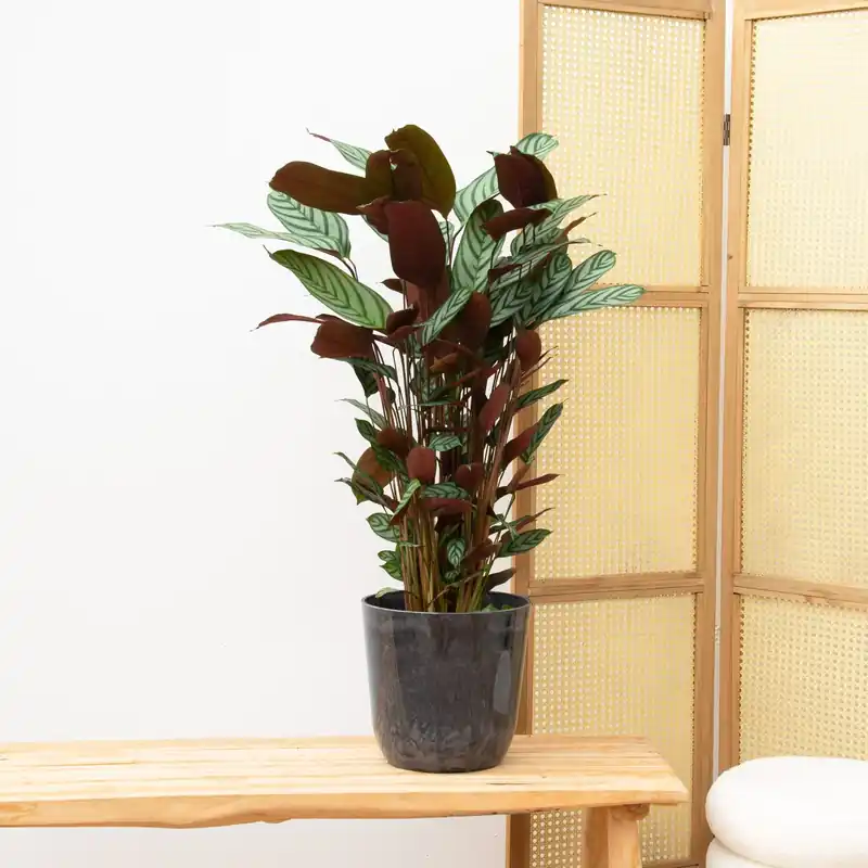 Topkwaliteit | Calathea Compactstar - 80cm