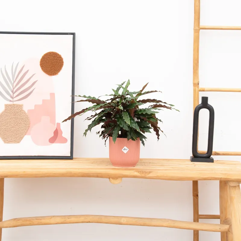 Tijdelijk aanbod - Calathea Elgergrass - 70cm