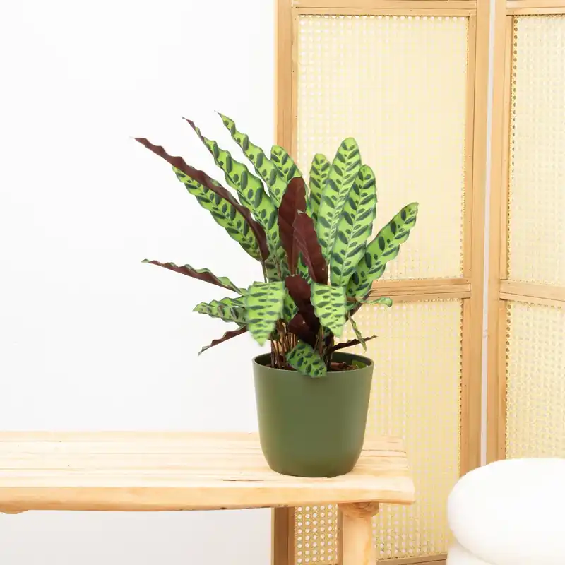Calathea Insigne - 30cm | Veel gekozen