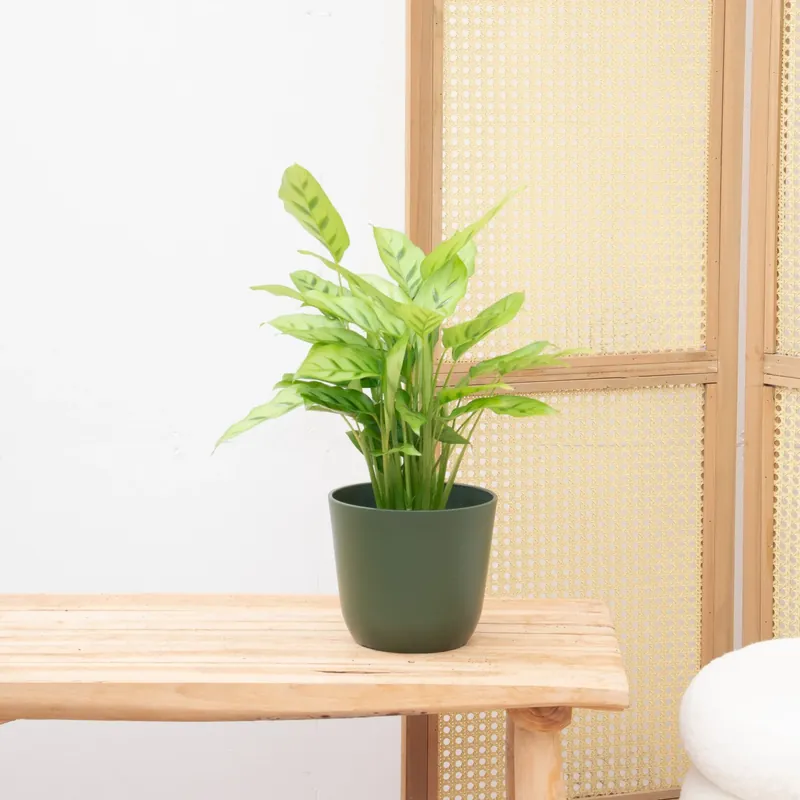 Professionele kwaliteit | Calathea Leopardina - 35cm