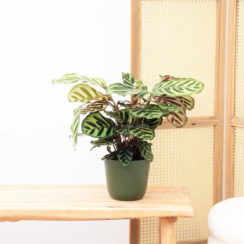 Calathea Makoyana - 55cm - Favoriet van klanten