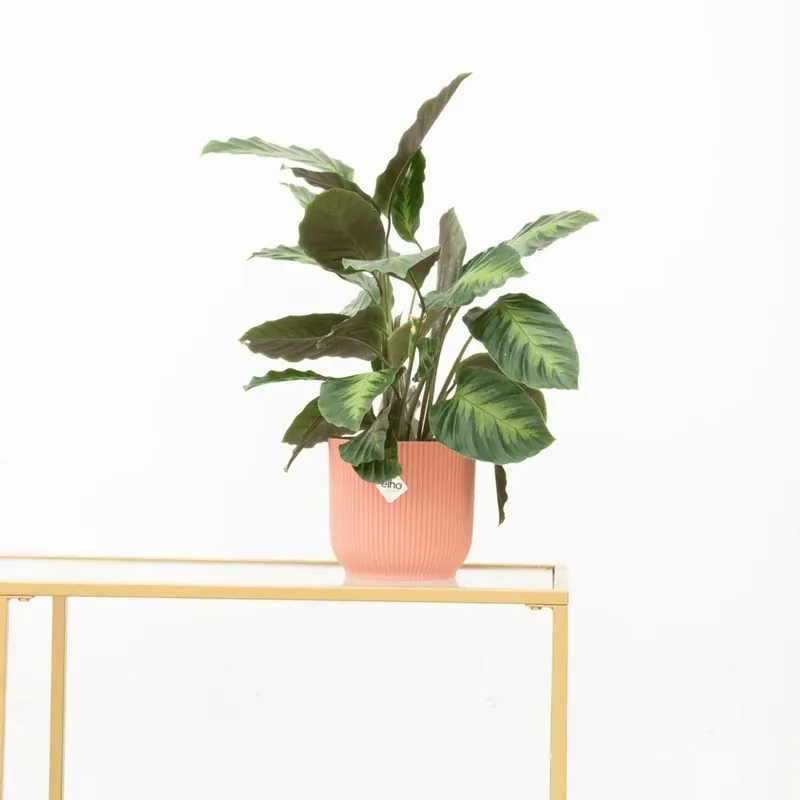 Deal - Calathea Maui Queen - 35cm