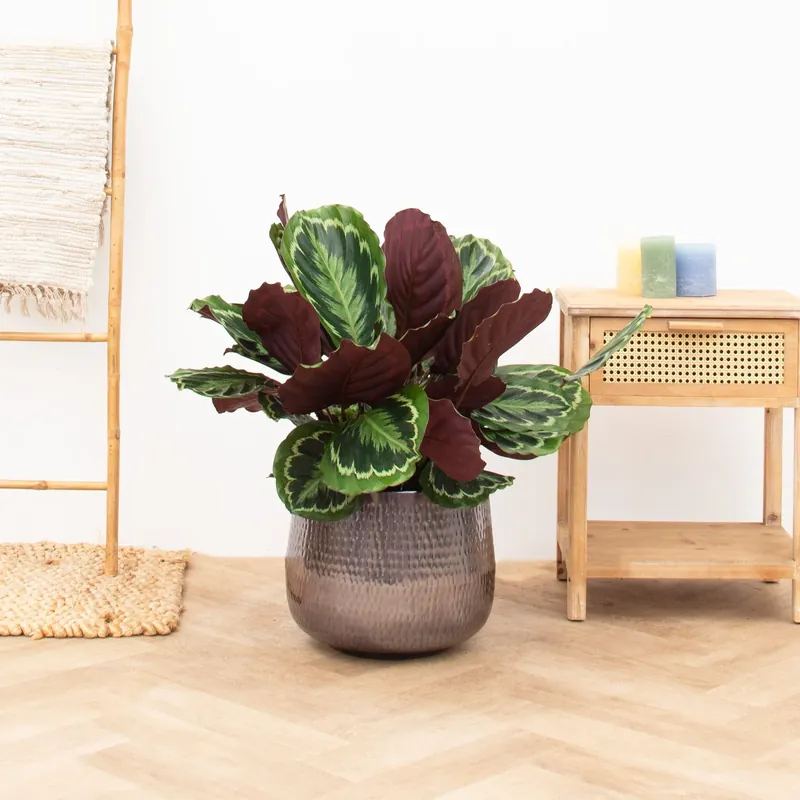 Bijna uitverkocht - Calathea Medaillon - 80cm