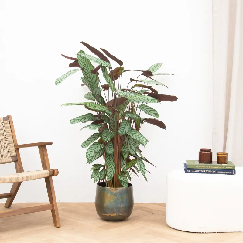 Calathea Oppenheimiana - 130cm | Nieuw binnen