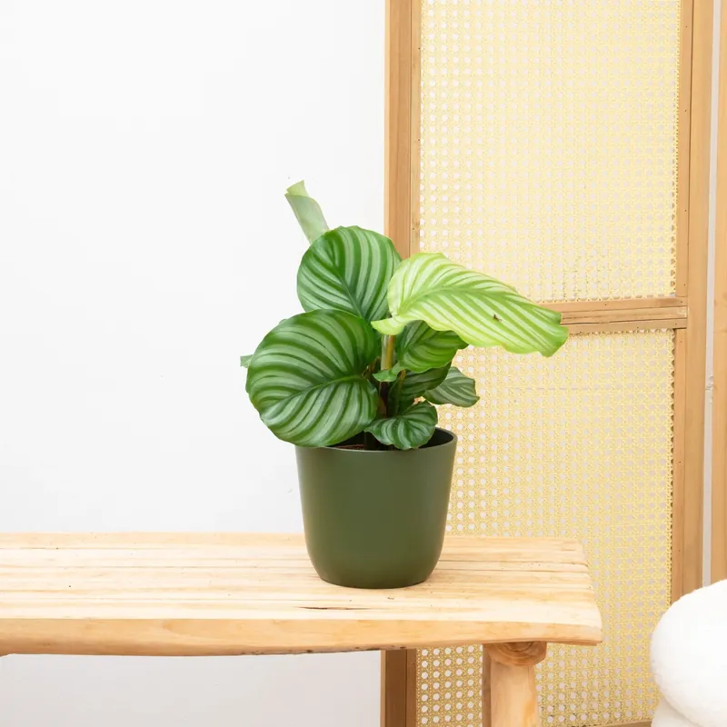 Calathea Orbifolia - 40cm - Hoog gewaardeerd