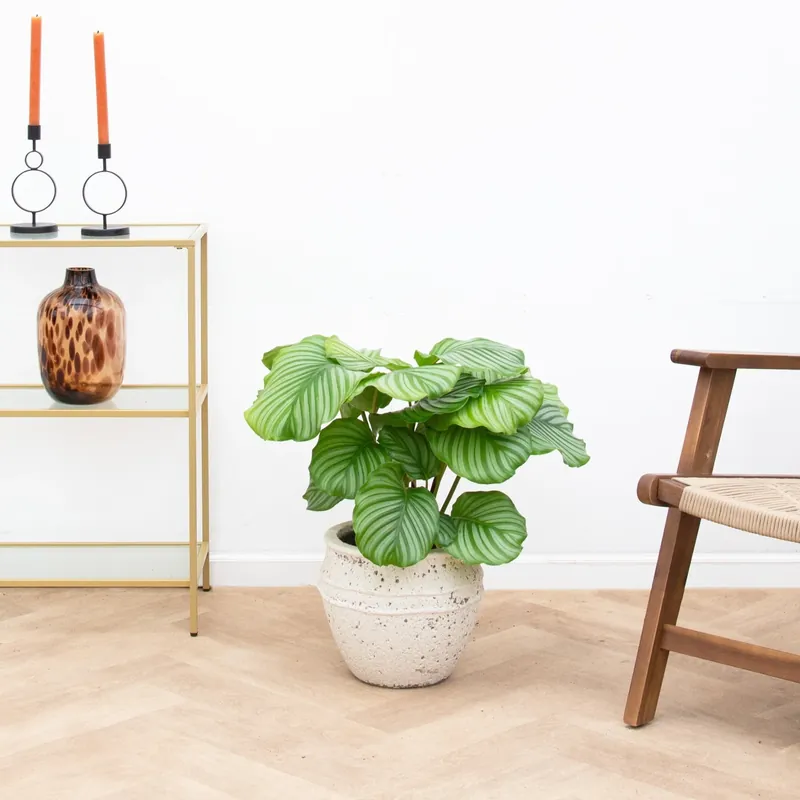 Calathea Orbifolia - 60cm | Vanaf nu beschikbaar