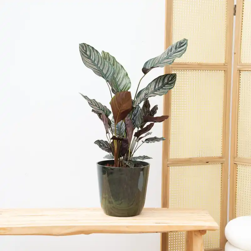 Online bestelbaar | Calathea Ornata - 50cm