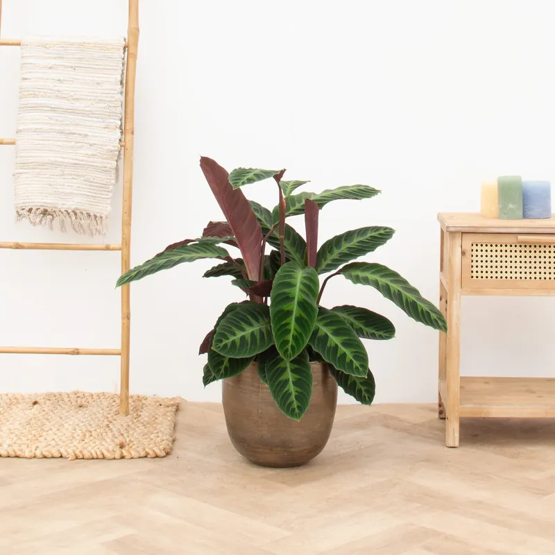 Topprijs - Calathea Warscewiczii - 90cm