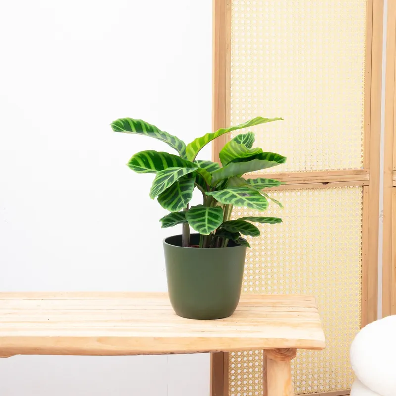 Veel voordeel | Calathea Zebrina - 50cm