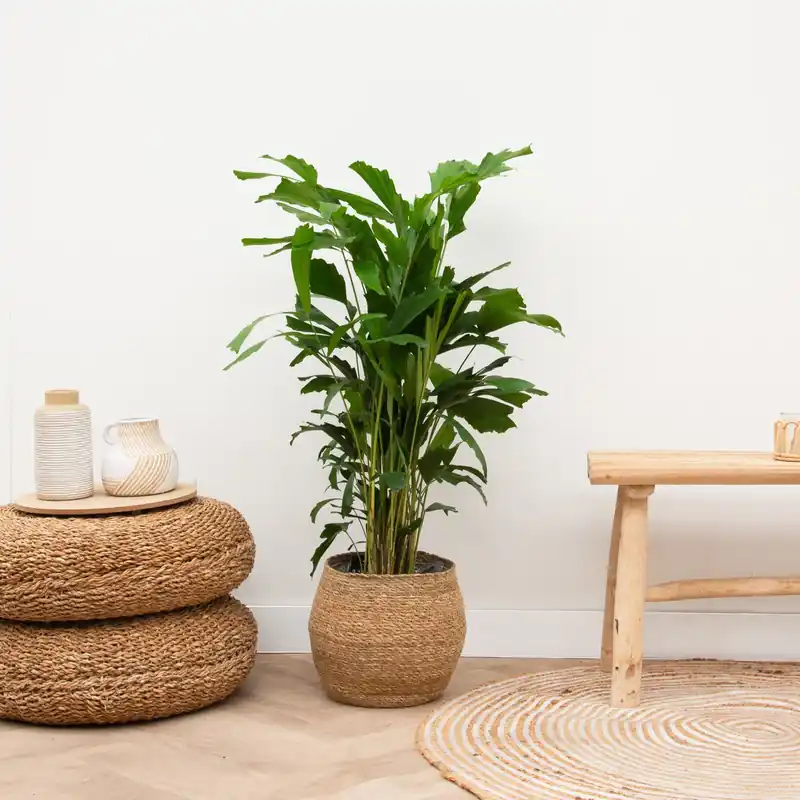 Caryota Mitis - 150cm - Aanrader
