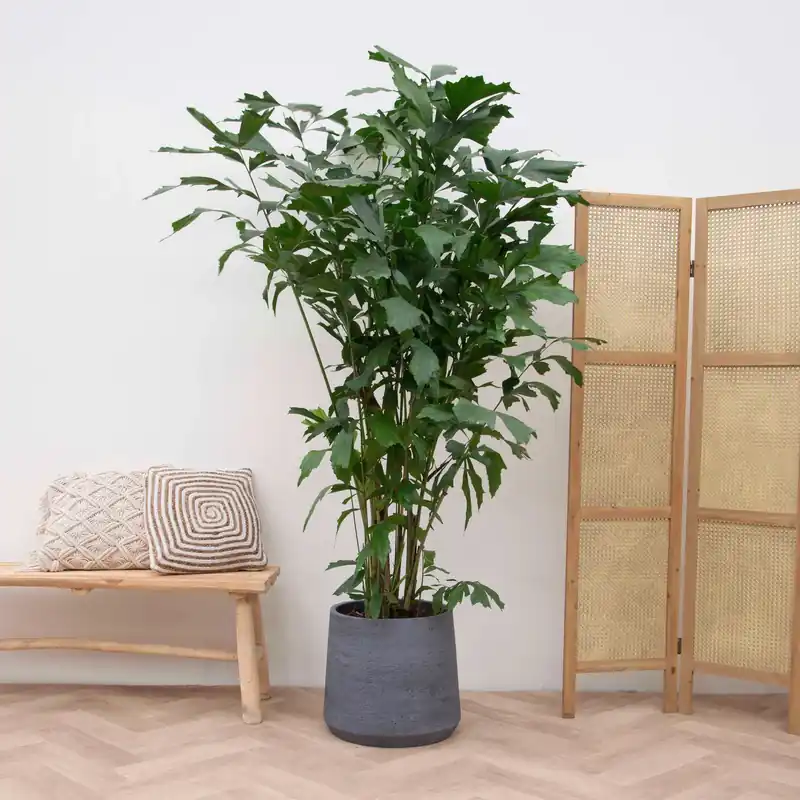 Snelle verzending - Caryota Mitis - 250cm
