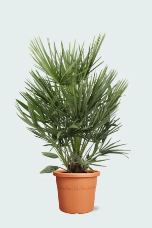 Aanbieding | Chamaerops Humilis - 90cm