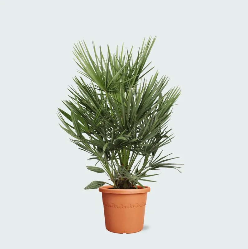 Aanbieding | Chamaerops Humilis - 90cm