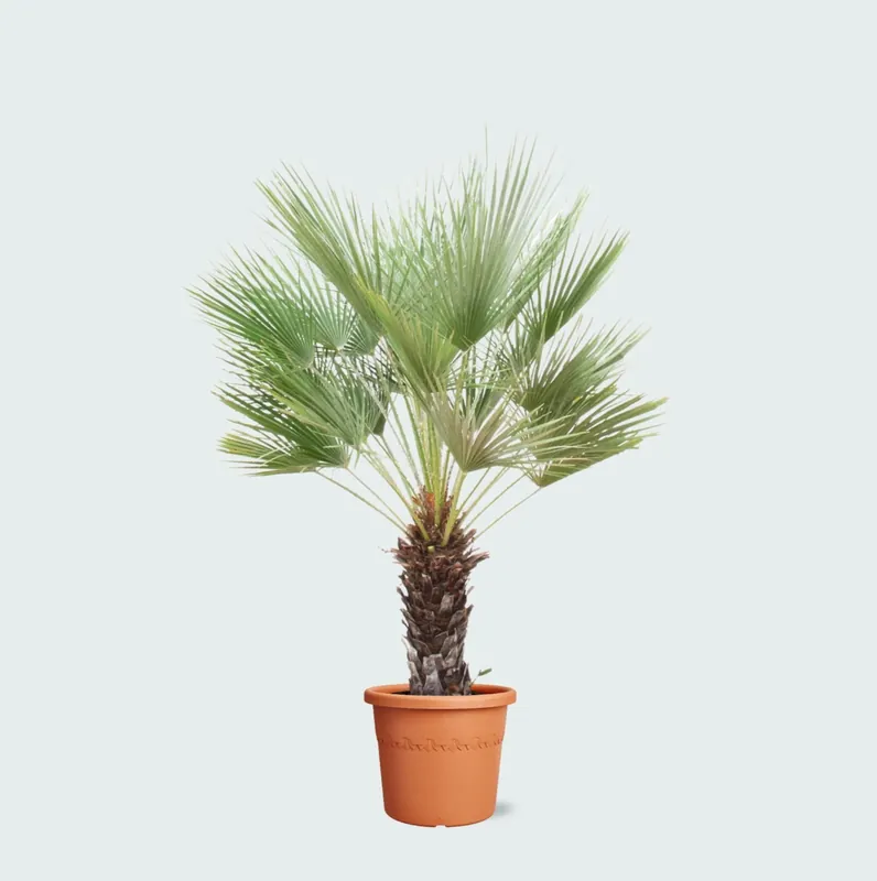 Chamaerops Humilis op stam - 170cm - Voordeelprijs