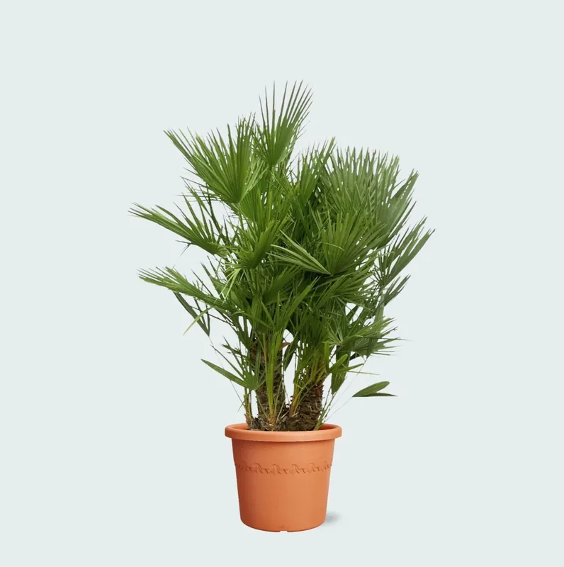 Chamaerops Humilis multistam - 160cm | Bestel vandaag