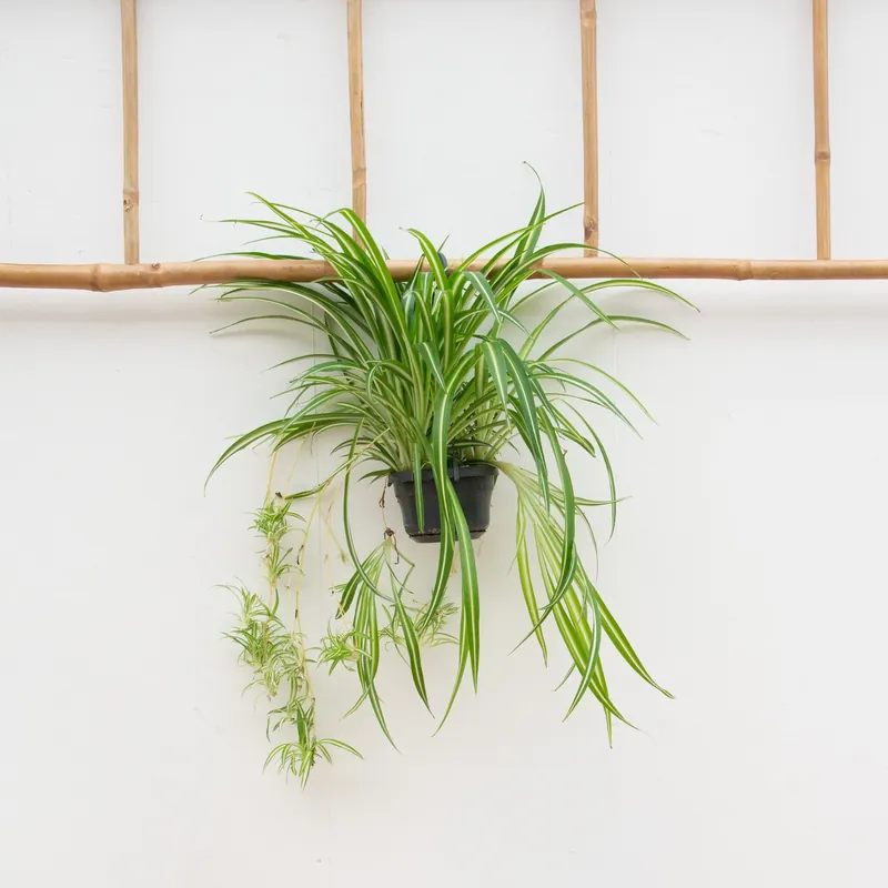 Chlorophytum Comosum ‘Variegatum‘ - 55cm - Fabrieksprijs