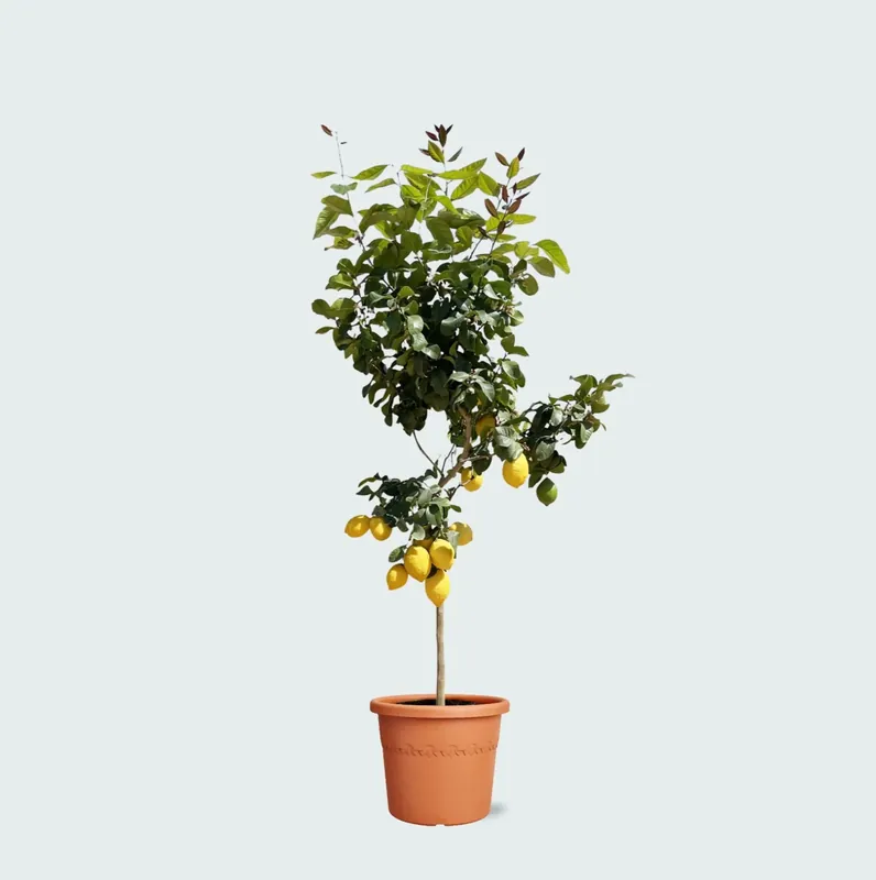 Citroenboom - 150cm - Direct van de fabrikant