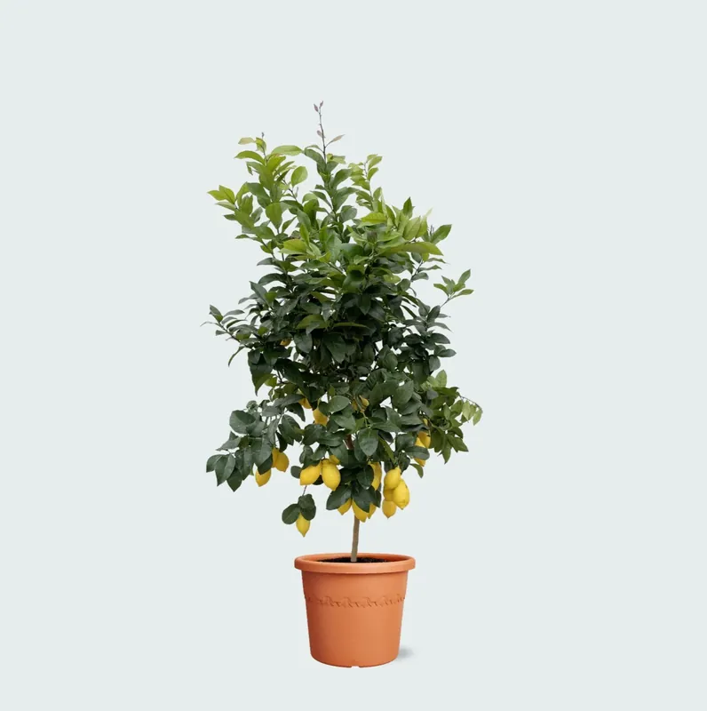 Koopje - Citroenboom - 200cm
