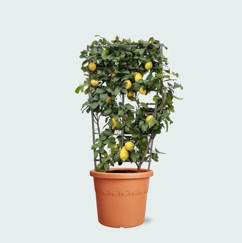 Citrus Lemon op rek - 160cm - Net binnen