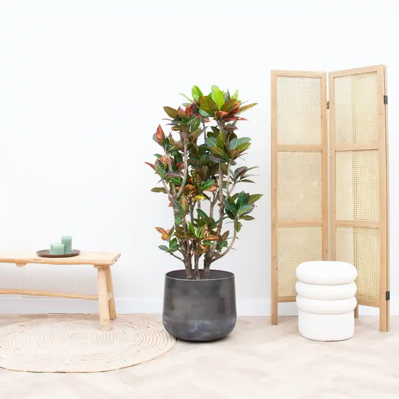 Nu beschikbaar - Codiaeum Petra - 100cm