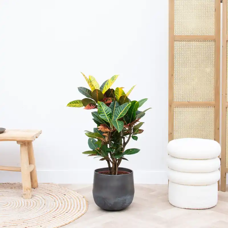 Hoog gewaardeerd | Codiaeum Petra - 50cm
