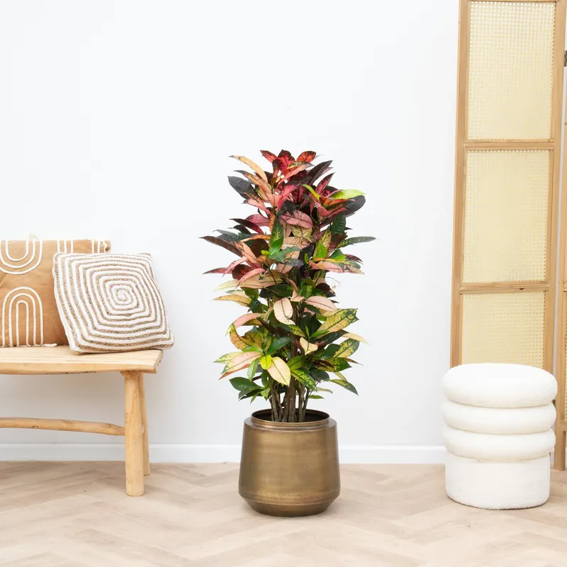 Codiaeum Iceton - 100cm - Speciale deal