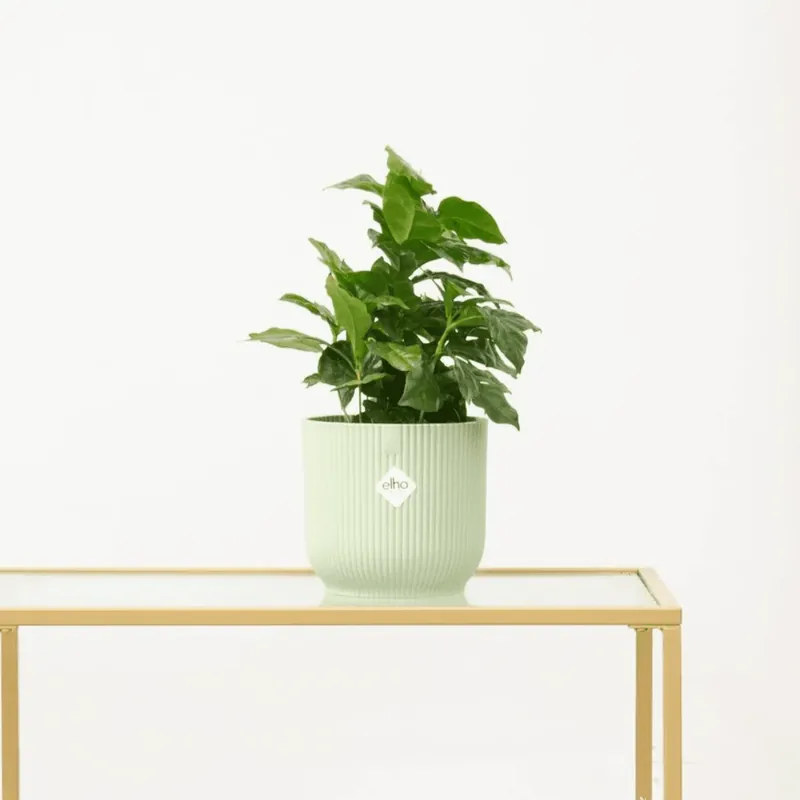Topproduct - Coffea Arabica (Koffieplantje) - 15cm