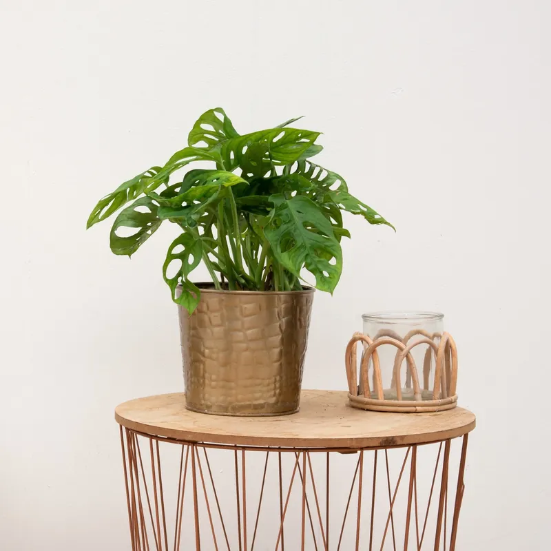 Combi deal - Monstera Monkey Leaf inclusief pot Dustin Gold - 25cm - Koop vandaag