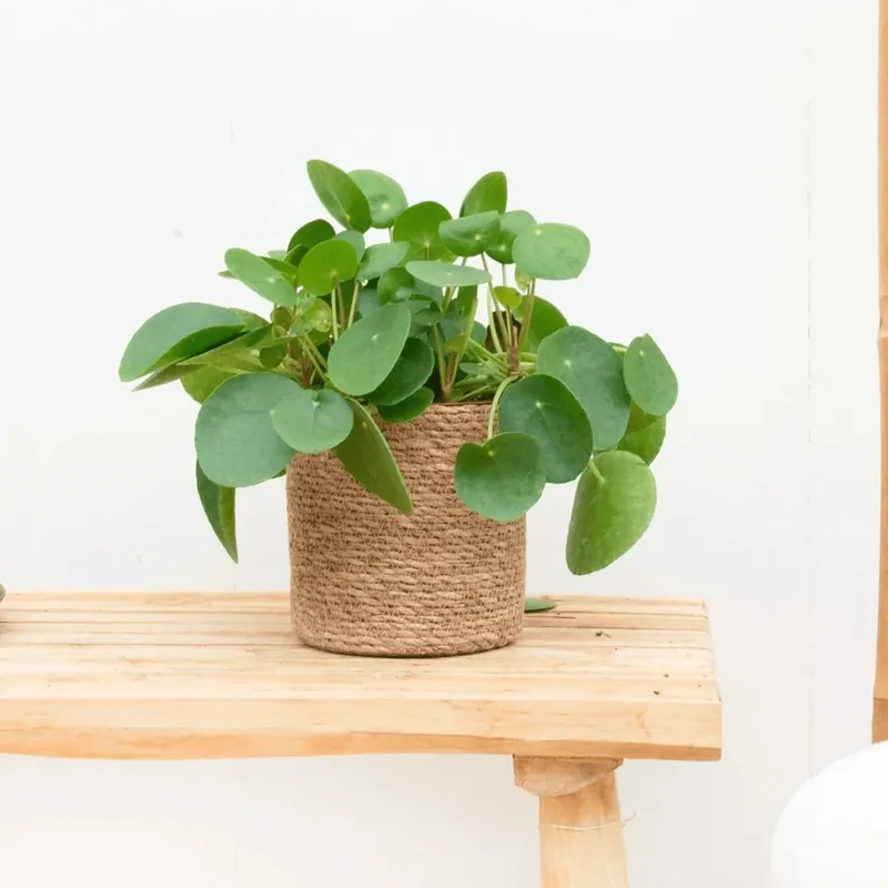 Fabrieksprijs - Combi deal - Pannenkoekenplant inclusief mand Scott - 20cm