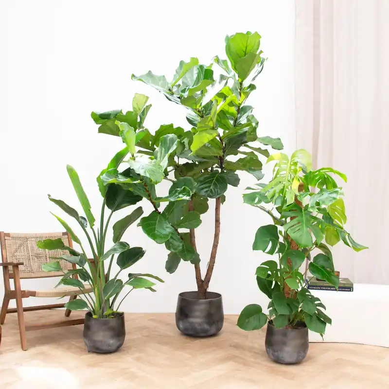 Combideal - Jungle trio - 120-180cm | Tijdelijk aanbod