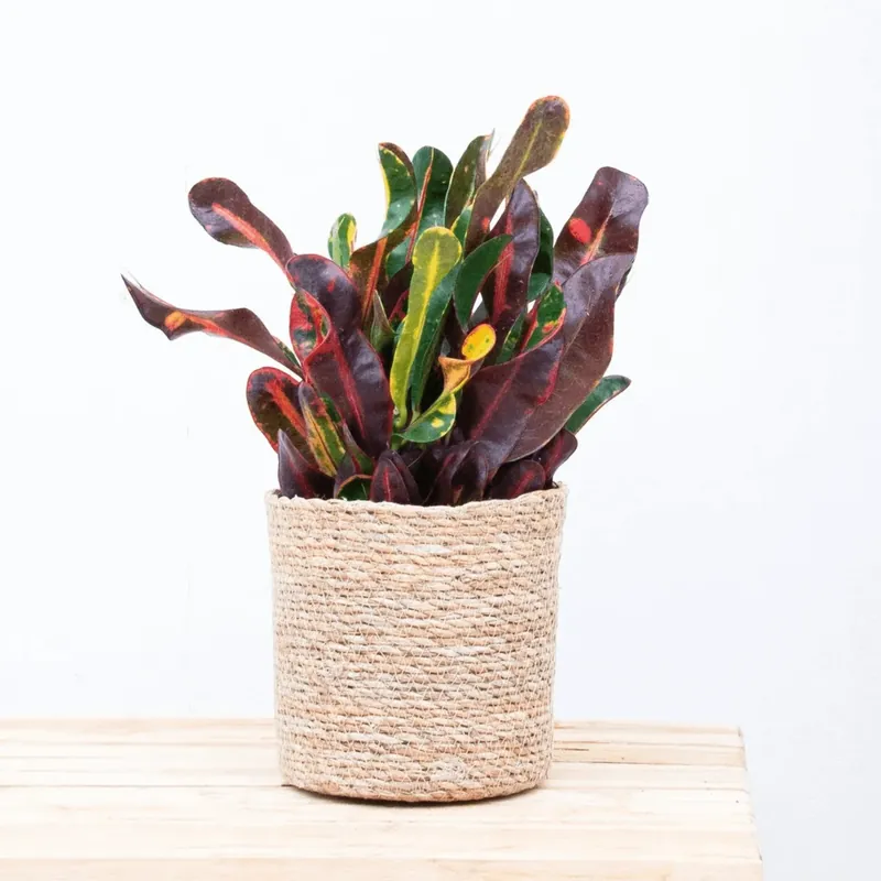 Croton Codiaeum ‘Mammi‘ dark - 30cm - Opruiming