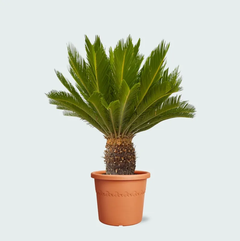 Direct kopen - Cycas Revoluta - 130cm