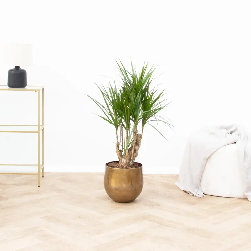 Dracaena Marginata vertakt - 120cm - Speciale aanbieding