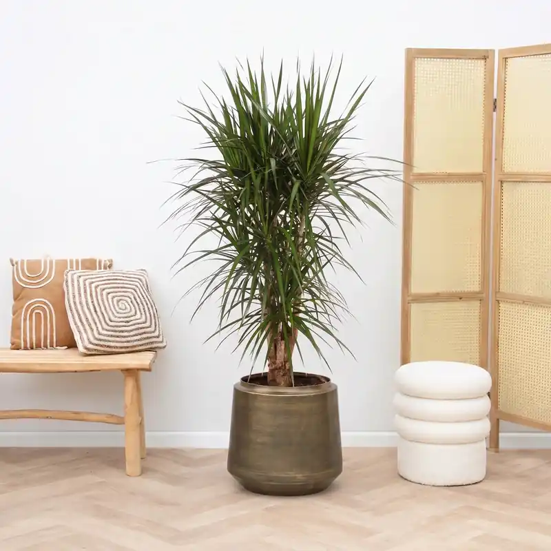 Hoog gewaardeerd | Dracaena Marginata vertakt - 130cm