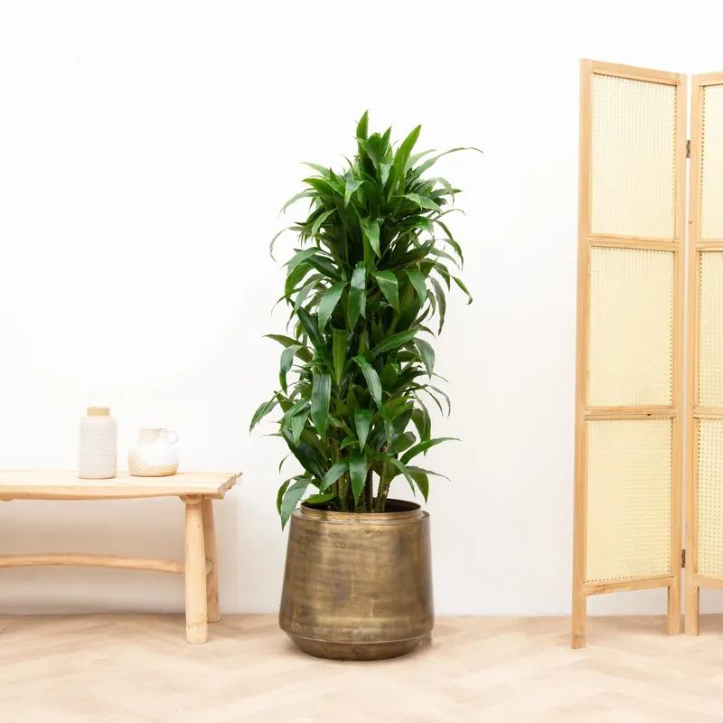 Dracaena Deremensis Janet Lind vertakt - 140cm - Nieuw in de shop