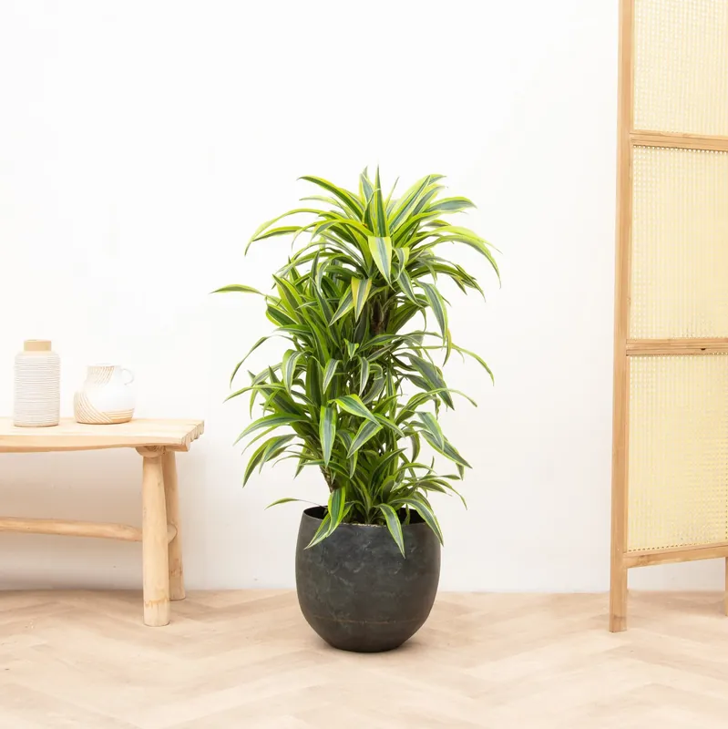 Opruiming - Dracaena Deremensis Lemon Lime vertakt - 100cm