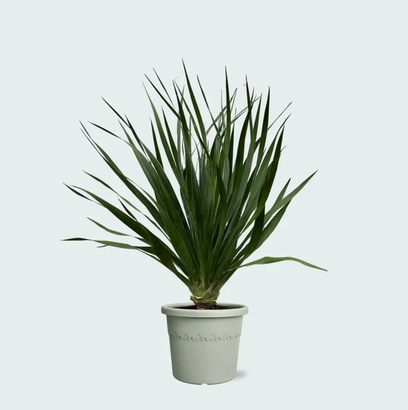 Dracaena Draco - 100cm - Topproduct