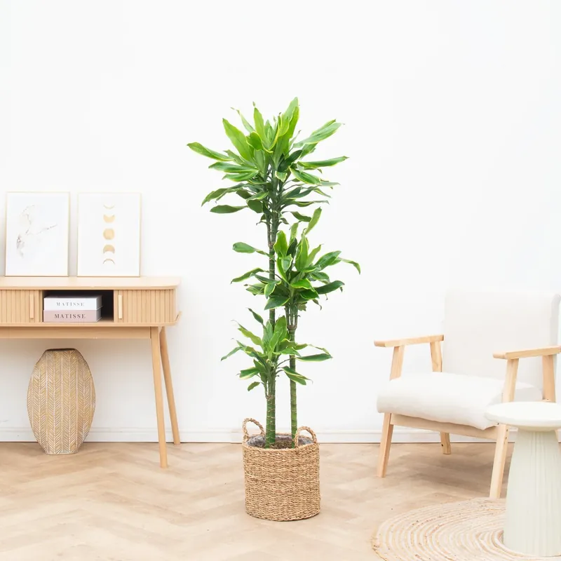 Dracaena Golden Coast - 150cm - Laatste dagen