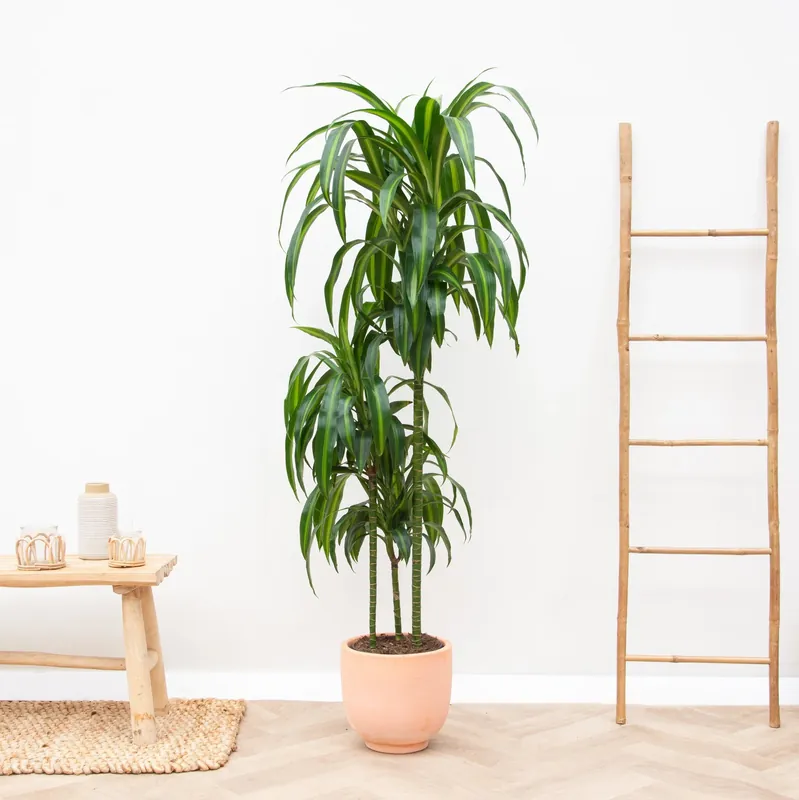 Net binnen - Dracaena Hawaiian Sunshine - 150cm