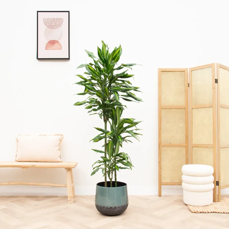 Dracaena Cintho - 150cm | Aanbieding