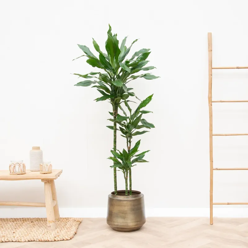 Dracaena Janet Lind XL - 160cm | Extra voordeel